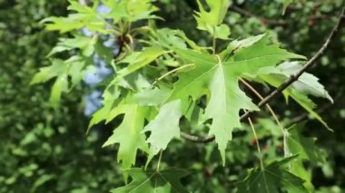 Yeşil akçaağaç yaprakları güneşli yaz gününü kapatır parlak yeşil renkler