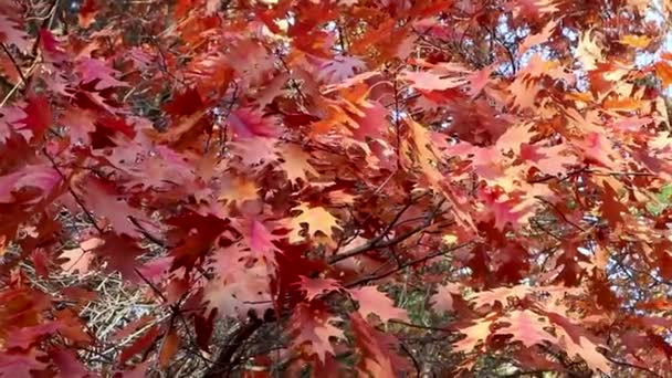Czerwony Dąb Jesień Liście Fala Wiatrem Słoneczny Dzień Natura Tło — Wideo stockowe