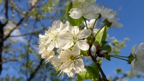 Весна Белая Сакура Сакура Цветение Солнечный День Закрыть Природный Фон — стоковое видео