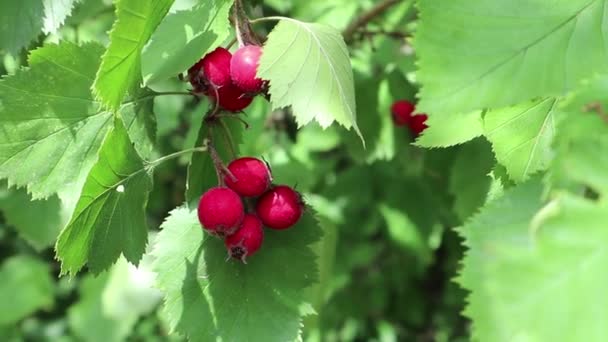 Rouge Baies Sauvages Dans Les Feuilles Vertes Ensoleillé Gros Plan — Video