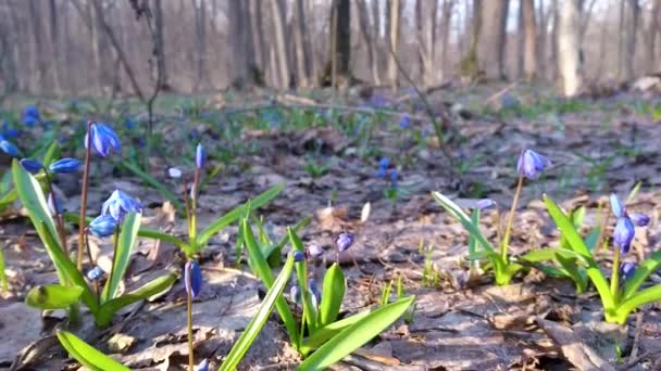 Spring Wild Blue Scilla Flowers Close Macro Forest Sunny Footage — Stock Video