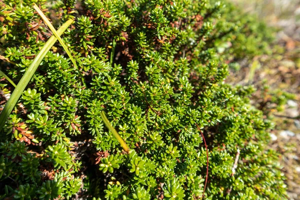 Noruega Grama Verde Brilhante Pequeno Arbusto Macro Close Vívida Selvagem — Fotografia de Stock