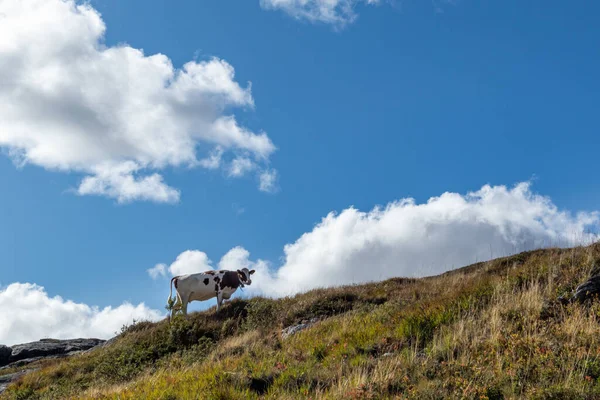 Kühe Laufen Norwegischen Hügelhorizont Malerische Silhouette Blauen Himmel Mit Wolken — Stockfoto