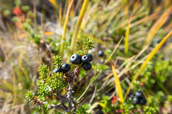 Norway Autumn Wild Berries Green Grass Macro Close Natural Sunny — Stock Photo, Image