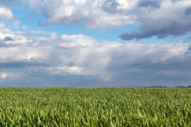 Genç yeşil buğday filizleri ilkbaharda güneşli bir günde kırsal alanda tarım alanında bulutlarla filizleniyor.