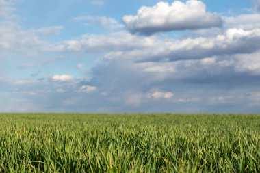 Genç yeşil buğday filizleri ilkbaharda güneşli bir günde kırsal alanda tarım alanında bulutlarla filizleniyor.
