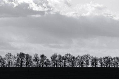 Çıplak siyah ağaçlar sıra sıra dizili bulutlu gün batımında gökyüzü gri tonda renksiz sahne