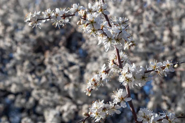 Siyah Dikenli Beyaz Hafif Bahar Çiçekleri Koyu Renkli Zıtlık Arkaplanı — Stok fotoğraf