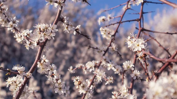 Hawthorn Yumuşak Beyaz Hafif Bahar Çiçekleri Bokeh Bulanık Arka Planıyla — Stok fotoğraf