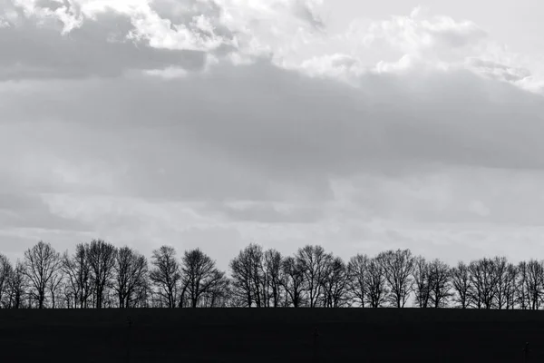 Çıplak Siyah Ağaçlar Sıra Sıra Dizili Bulutlu Gün Batımında Gökyüzü — Stok fotoğraf