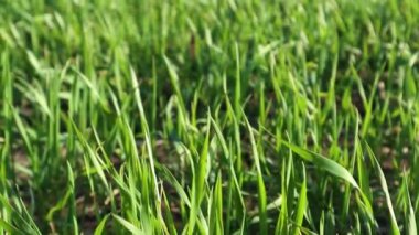 Genç yeşil buğday çimen hareket alanı ilkbahar güneşli bir günde kırsal alanda tarıma yakın bulutlarla