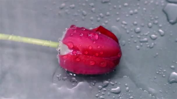 Tulipa Vermelha Close Aço Pia Sob Chuva Gotas Água Estática — Vídeo de Stock