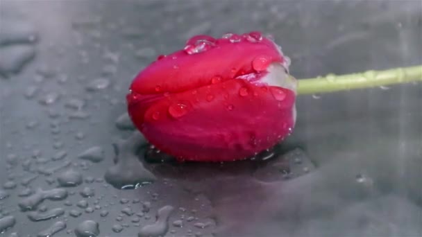 Tulipa Vermelha Close Aço Pia Sob Chuva Gotas Água Estática — Vídeo de Stock