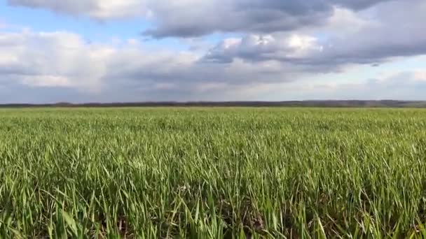 Un jeune champ de blé vert et de graminées de maïs par une journée ensoleillée de printemps avec des nuages à la campagne agriculture en mouvement vidéo de près
