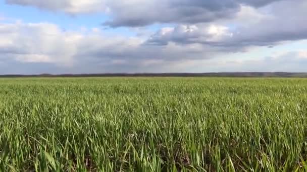 Joven Verde Trigo Maíz Hierba Brotes Campo Primavera Día Soleado — Vídeos de Stock