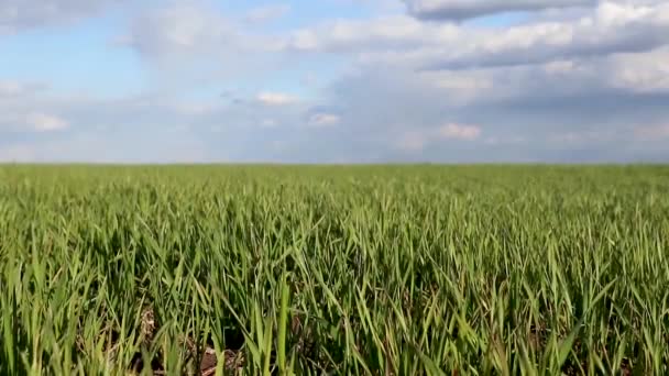 Pole Zelených Pšeničných Výhonků Větrného Dne Jaro Slunečný Den Mraky — Stock video