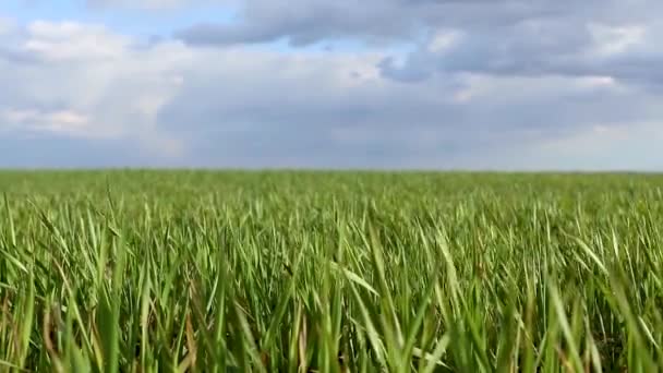 Zielona Trawa Pszenna Kiełkuje Pole Wietrzny Dzień Wiosenny Słoneczny Dzień — Wideo stockowe