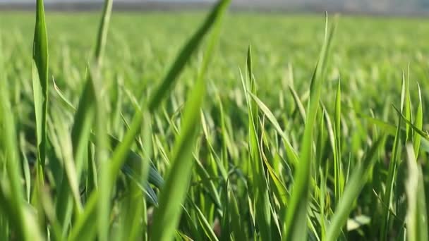 Jeune champ de maïs vert en mouvement par une journée ensoleillée du printemps avec des nuages dans la campagne agriculture gros plan vidéo au ralenti