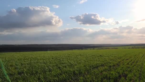 Un jeune champ de blé vert et de graminées de maïs par une journée ensoleillée du printemps avec des nuages dans la campagne vidéo sur l'ensemble du paysage agricole