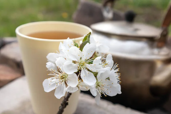 Light sunny cup with spring aroma flavored tea and old grunge soot vintage teapot. Cherry blossom white flowers on mug. Lifestyle nature outdoors recreation picnic mood