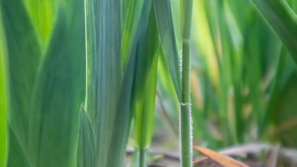 Grünes Junges Gras Wächst Frühjahr Aus Nächster Nähe Makrowachstum — Stockfoto