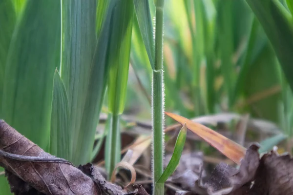 Hojas Verdes Hierba Joven Creciendo Primavera Cerca Macro Crecimiento — Foto de Stock