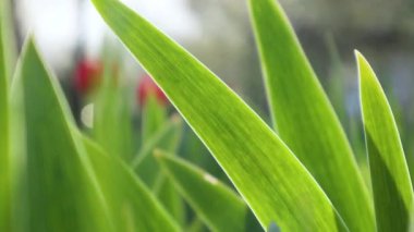 Bahar botaniği büyümesi tam bir HD doğa videosu. Parlak güneş altında yeşil yapraklar bahçede parlıyor.