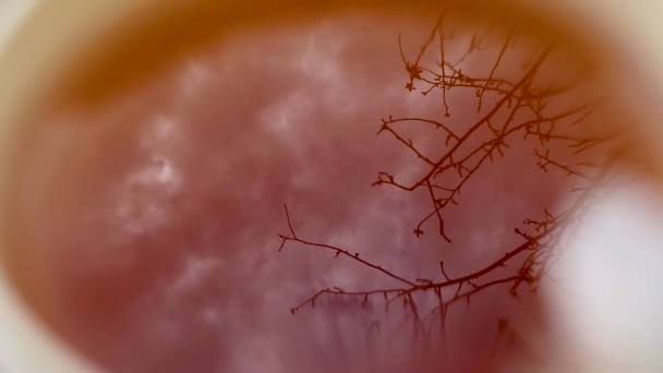 Ουρανός Και Αντανάκλαση Του Δέντρου Φλιτζάνι Τσάι Ζεστό Ποτό Κοντινό — Αρχείο Βίντεο