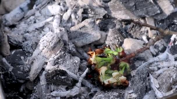 Třešňově bílé květy opět stoupají jako fénix z horkého dřeva dřevěného uhlí konceptu pozadí videa. Spálené detaily požáru detailní záběr