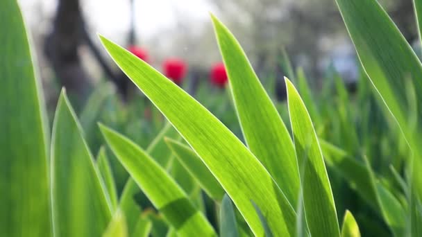 緑の若い庭で明るい太陽の下で草の花の葉を振って輝きます 春晴れ開発成長フルHd自然ビデオ — ストック動画
