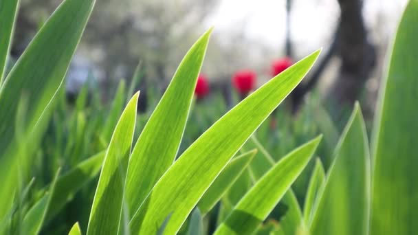 緑の若い草の花は庭を通して明るい太陽の光に輝きます 春晴れ開発成長フルHd自然ビデオ — ストック動画