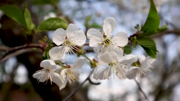 Λευκά Άνθη Κερασιάς Κοντά Στο Ηλιοβασίλεμα Ρομαντικό Άνοιξη Λεπτή Πέταλα — Αρχείο Βίντεο