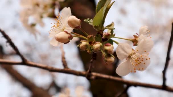 暖かい日没の光の中で白桜の花マクロ ロマンチックな春繊細な花びら自然とともにぼやけた背景ビデオ — ストック動画