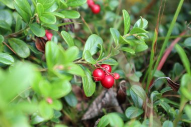 Yaban mersinleri kuzey ormanlarını süslüyor. Kayalık arka planda yeşil yapraklı yaban mersini makrosu. Yiyecek toplama. Doğal malzemeler. Güzel yakın çekim makro.
