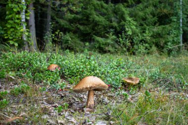 Vahşi kürk yeşil orman arka planında beyaz, büyük bir mantar. Vahşi doğada organik besin maddesi