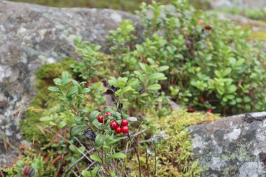 Yaban mersinleri kuzey ormanlarını süslüyor. Kayalık arka planda yeşil yapraklı yaban mersini makrosu. Yiyecek toplama. Doğal malzemeler. Güzel yakın çekim makro.