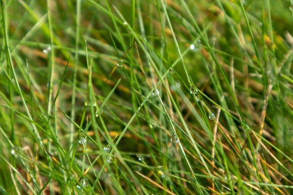 Groen Helder Gras Met Water Dauw Druppels Textuur Macro Vers — Stockfoto