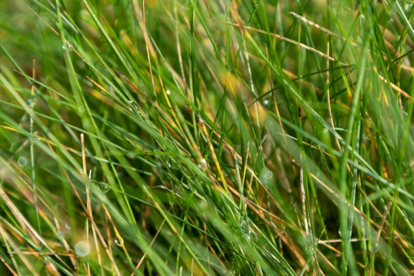 绿而明亮的草叶 露水滴落质感宏观新鲜的田野背景 — 图库照片