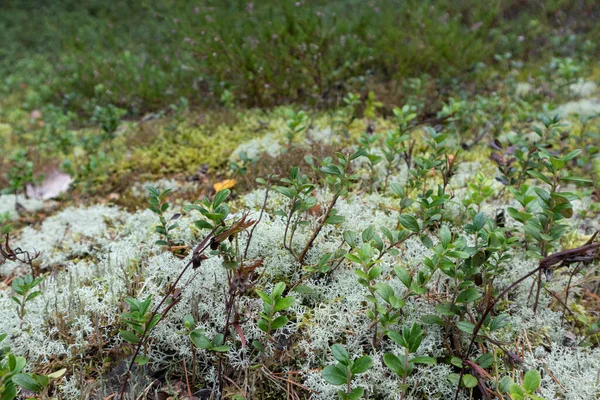 북부깊은 녹갈색 자연은 이끼와 풀들로 뒤덮인 아름다운 배경을 — 스톡 사진