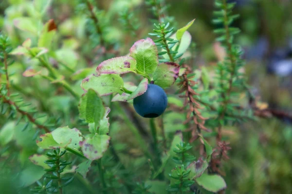 Wild Blueberry Berries Finnish Forest Food Gathering Natural Ingredients Nice — Stock Photo, Image