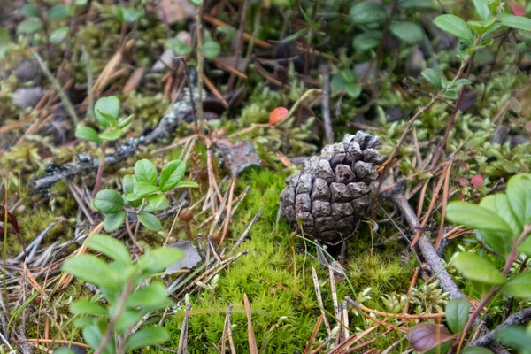 Selvagem Norte Profundo Sueco Floresta Natureza Pinho Cone Musgo Colorido — Fotografia de Stock