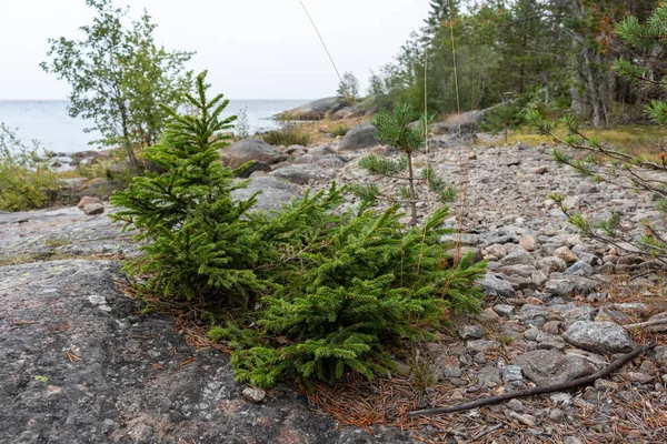 Wilde Groene Dennenboom Close Het Noordelijke Bos Met Grijze Stenen — Stockfoto