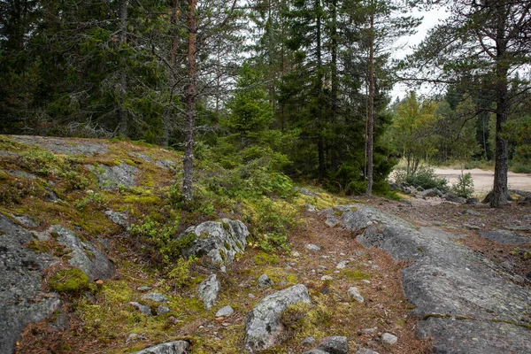 Noordelijk Natuurbos Wildernis Achtergrond Uitzicht Diep Bos Met Grote Granieten — Stockfoto