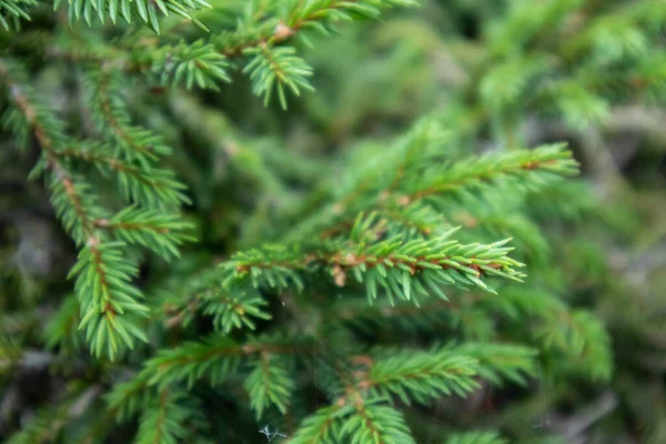 Verzadigde Groene Dennenboom Dennennaalden Evergreen Bos Macro Close Textuur Wazig — Stockfoto