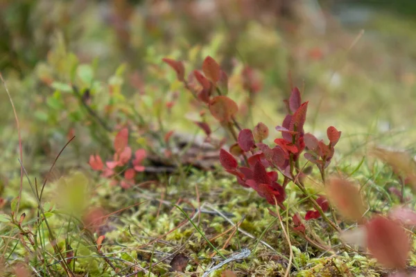 Sauvage Nord Profonde Forêt Finlandaise Nature Coloré Mousse Herbe Gros — Photo