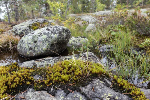 Noordelijk Natuurbos Wildernis Achtergrond Uitzicht Diep Bos Met Grote Granieten — Stockfoto