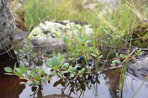 Myrtilles Sauvages Dans Forêt Finlandaise Collecte Nourriture Des Ingrédients Naturels — Photo