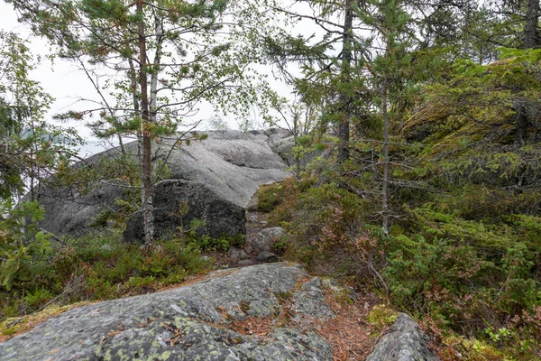 Nature Septentrionale Forêt Sauvage Vue Fond Forêt Profonde Avec Grandes — Photo