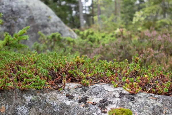 Sauvage Nord Profonde Forêt Finlandaise Nature Coloré Mousse Herbe Gros — Photo