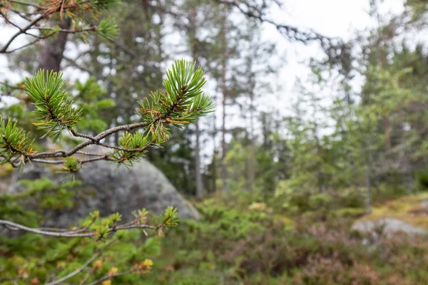 Noordelijk Natuurbos Wildernis Achtergrond Uitzicht Diep Bos Met Grote Granieten — Stockfoto